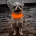 USB Rechargeable LED Glow Collar – High-Visibility & Adjustable